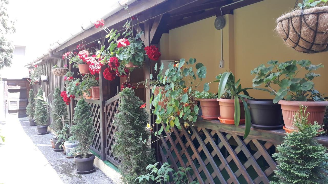 Villa Casa Ioana براشوف المظهر الخارجي الصورة